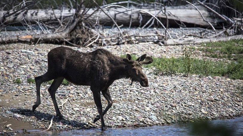 A young bull moose was trapped in a window well at a Colorado home over the weekend.
