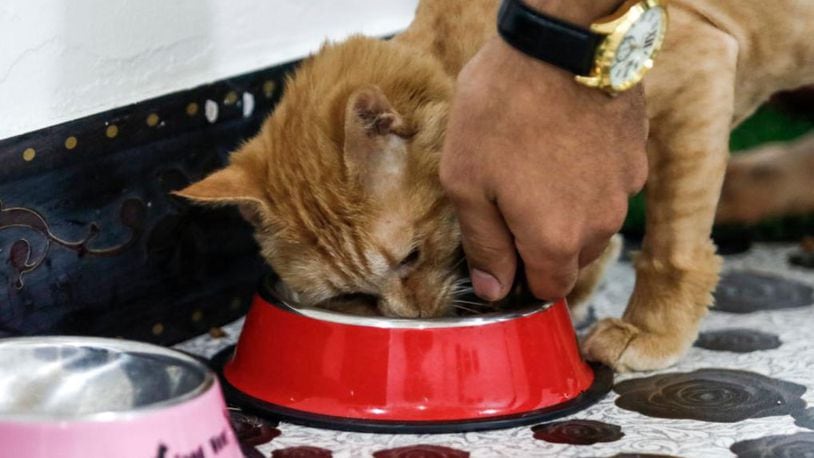 One of the world's oldest cats celebrated his 30th birthday last month.