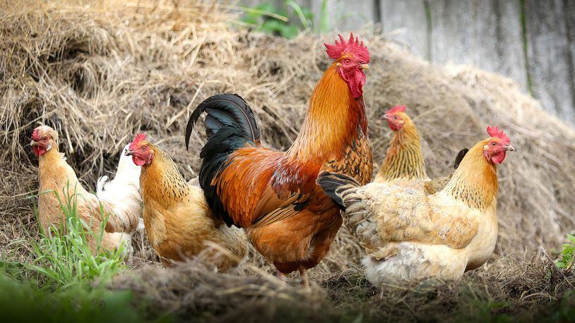 Dozens of people in 21 states have been infected with salmonella after coming into contact with backyard poultry, mainly chickens and ducklings.
