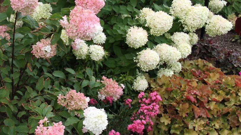 Hydrangea paniculate species include the popular Vanilla Strawberry, left, and Limelight, right, cultivars. CONTRIBUTED