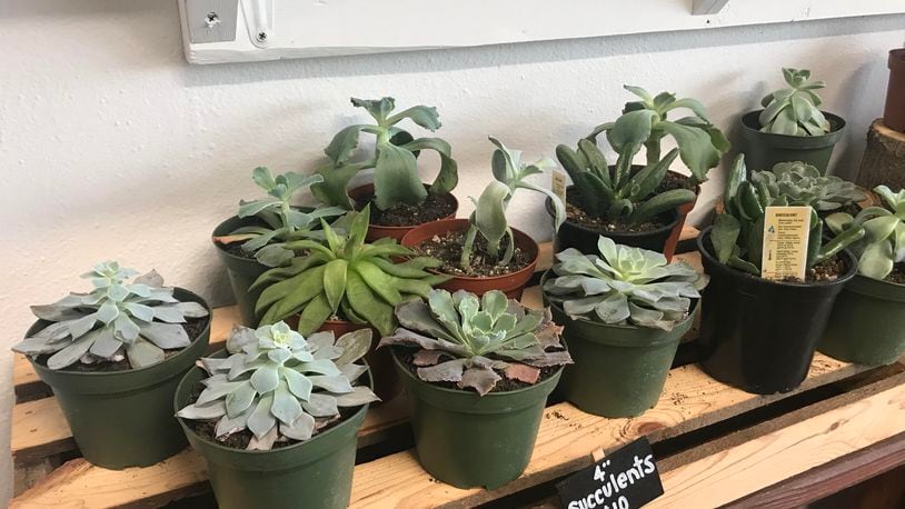 Succulents are adorable AND nearly indestructible -- in other words, win-win. Get them at Luna Gifts & Botanicals in the Oregon District. PHOTO / Tess Vella-Collette