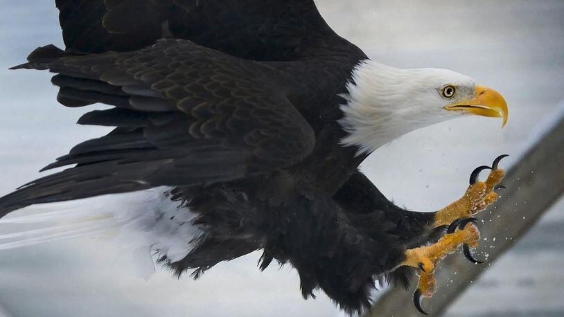A Georgia rancher has won a legal battle against the federal government for financial reimbursement after dozens of eagles made his farm their home and killed more than 100,000 of his chickens in recent years.