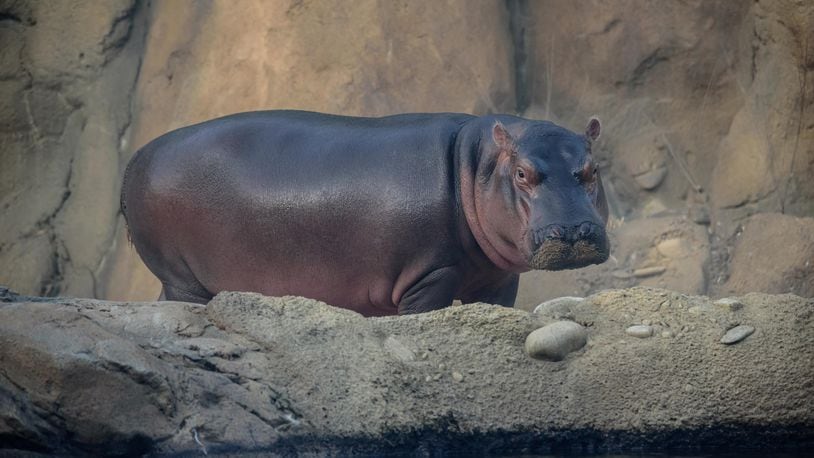 Here's an exclusive after hours look into the life of Fiona, the world famous hippo and her mother Bibi at the Cincinnati Zoo & Botanical Garden on Wednesday night, October 24, 2018. Michelle Curley, the Zoo's Communications Director is pictured doing a selfie with Fiona getting in on the action. Both Fiona and Bibi love to pose for the camera. TOM GILLIAM / CONTRIBUTING PHOTOGRAPHER