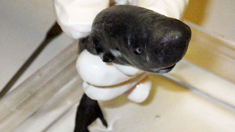 The newly identified American Pocket Shark was first discovered in the Gulf of Mexico in 2010. Only one other has ever been found and that was in 1979 in the eastern Pacific Ocean.