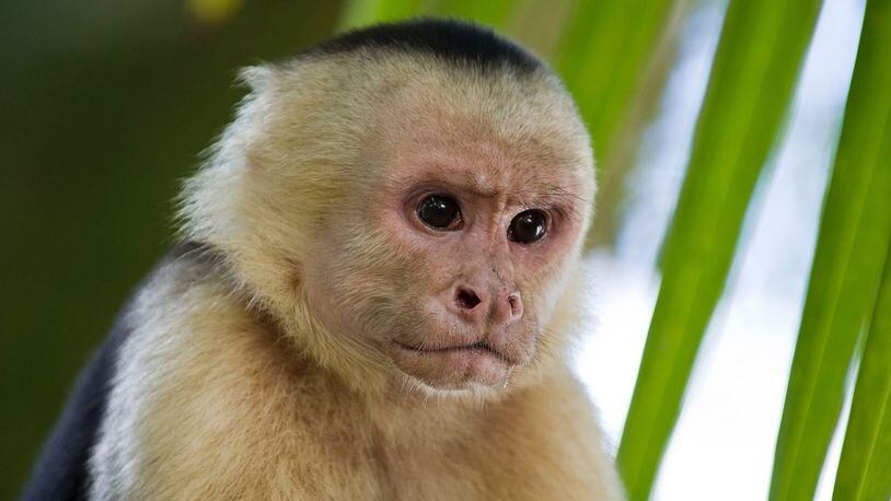 A capuchin monkey, similar to the one pictured here, used a rock to smash a pane of glass in his enclosure at a zoo in Central China.