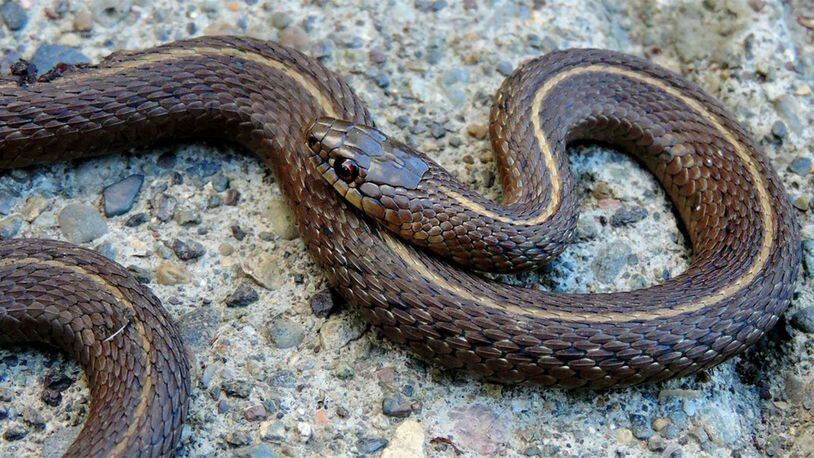 A garter snake.