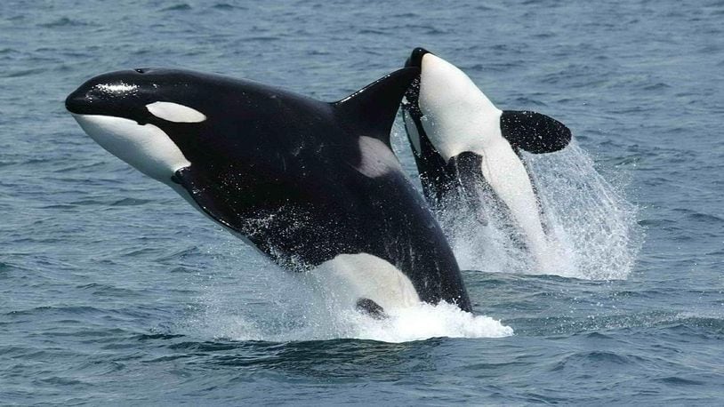 Drone video captured a pod of killer whales, similar to the ones pictured here, surround and playfully swim with a woman in the waters off the coast of New Zealand.