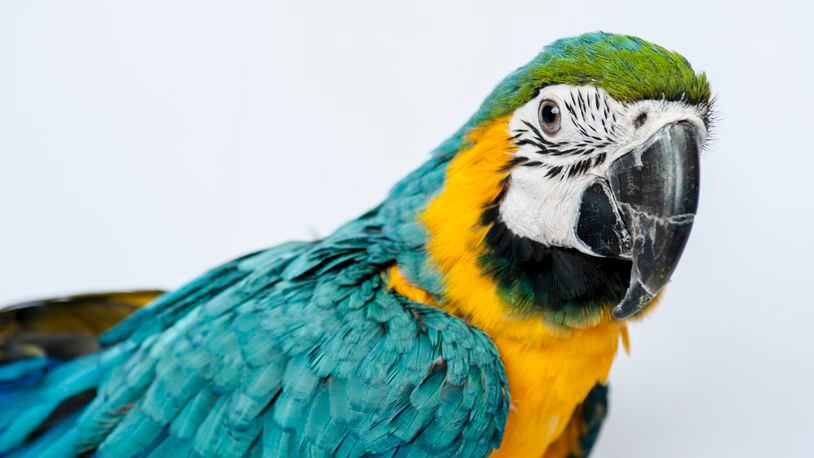 A Macaw parrot, similar to the one pictured, reportedly cursed out the London Fire Brigade while they attempted to rescue her from a rooftop. (Photo by Keith Tsuji/Getty Images)