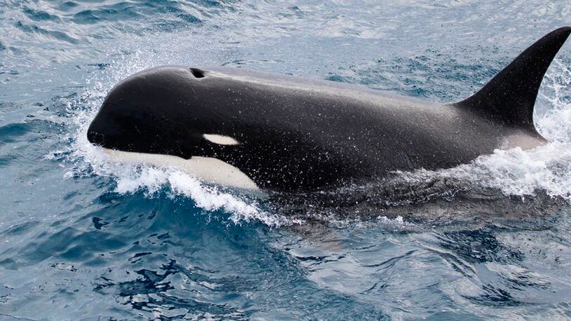This undated photo provided by Paul Tixier in March 2019 shows a Type D killer whale. Scientists are waiting for test results from a tissue sample, which could give them the DNA evidence to prove the new type is a distinct species.