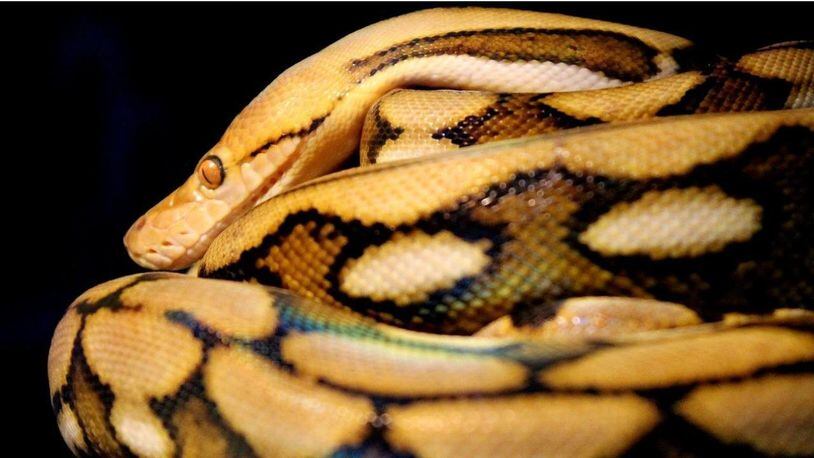 A 6-year-old, 20-foot long reticulated python could challenge the world record for length in a few years.