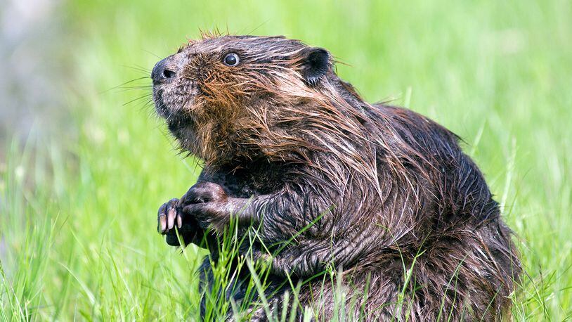 One beaver quickly realized it may not be a welcome customer in the store and rapidly went back towards the doors. (File photo via Pixabay.com)