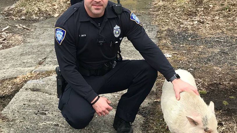 Officer Dan Smith with Wilbur the runaway pig