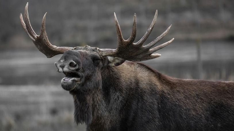 A moose yawns. A huge statue of the animal in both Canada and Norway has set off an international contest over who can build the tallest moose.