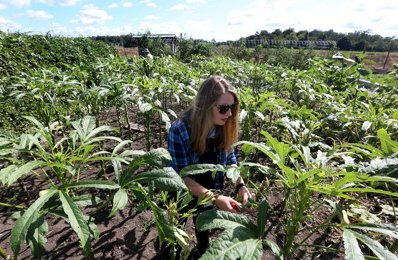 Kate Lowry, education coordinator at Possum Creek MetroPark, harvests okra at the park’s demonstration garden. Much of the produce grown is donated to Access to Excess, a food rescue nonprofit that distributes it at free produce stands in the Dayton area. LISA POWELL / STAFF
