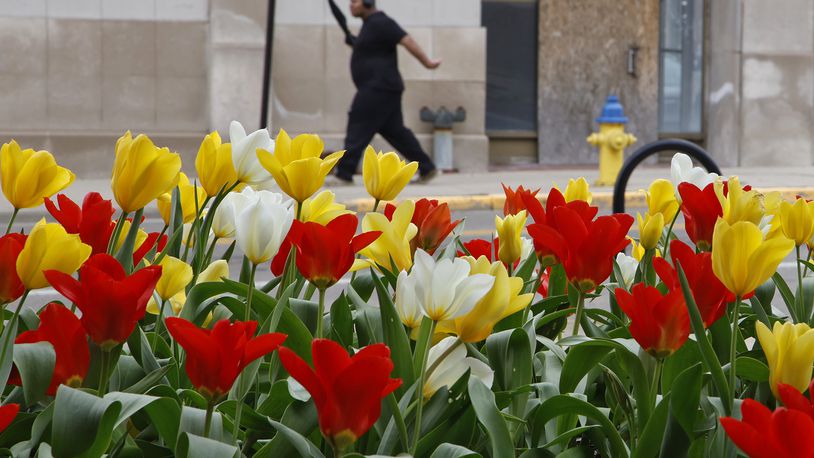 A man with an umbrella walks past the red, white and yellow tulips blooming in front of Clark State's Brinkman Center in downtown Springfield Tuesday, April 9, 2024. BILL LACKEY/STAFF