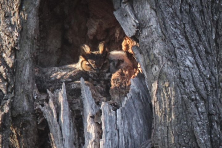 Owl, her babies delight bird watchers