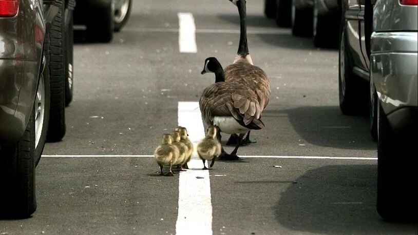 A giant Canada goose and gander lead their goslings through a packed parking lot Friday May 11, 2001 in Columbus, Ohio. The increase in the Giant Canada Geese population is a good illustartion of wildlife changes in Ohio over the past few decades. (AP Photo/Jay LaPrete)