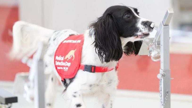 Dogs could be trained to detect malaria. (Photo: London School of Hygiene and Tropical Medicine)