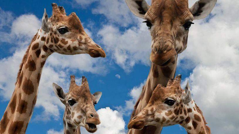 Several subspecies of giraffes are now critically endangered, according to a new conservation report.