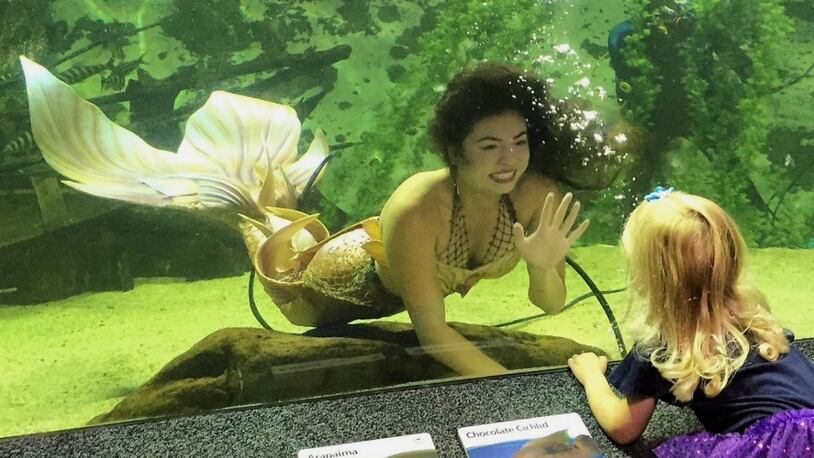Mermaids will be at Newport Aquarium in Northern Kentucky on select days from Sept. 23 through Oct. 22. The "creatures" will swim, play and entertain underwater as they meet visitors up close. CONTRIBUTED