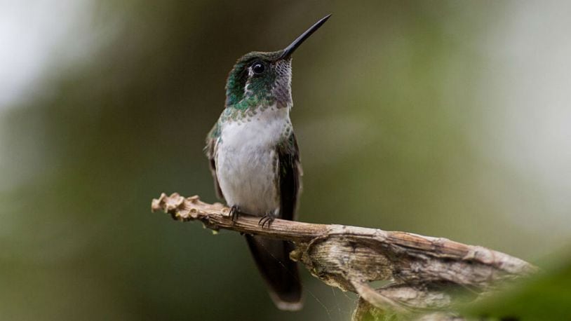 Hummingbird. File photo. (Photo by Dan Kitwood/Getty Images)