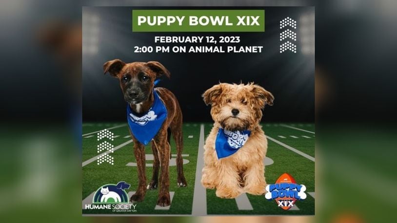 Nugget, left, and Juniper of the Humane Society of Greater Dayton will play for Team Fluff for Animal Planet's Puppy Bowl XIX, which will air at 2 p.m. Feb. 12. CONTRIBUTED