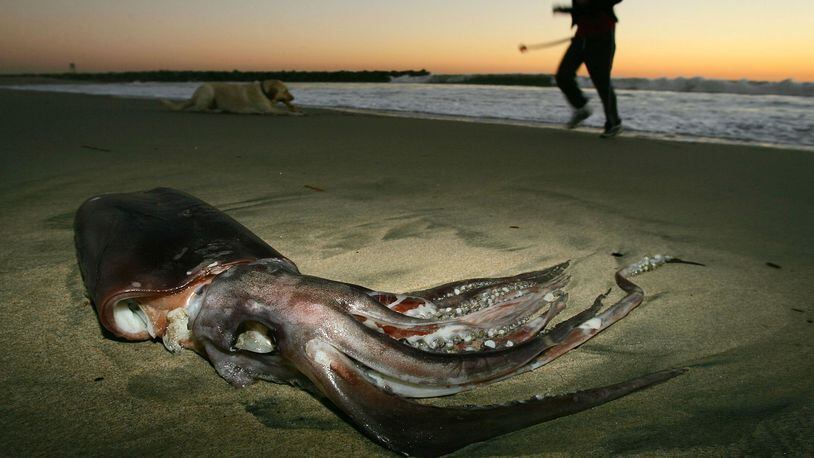 A woman and a dog pass a giant squid that washed ashore on January 19, 2005, in Newport Beach, California. Giant squid are extremely rare and difficult for scientists to study because they live in the deep sea. Divers found one, similar to this one, on a beach in New Zealand last weekend.