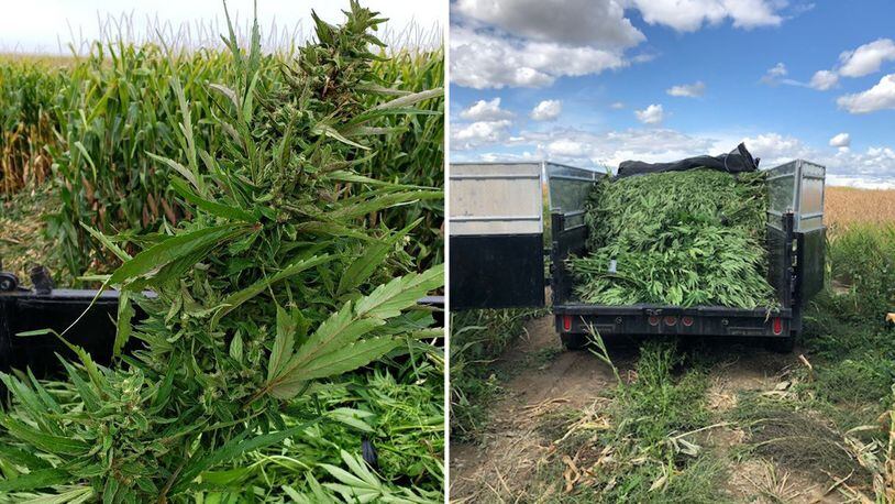 Police in Washington state recently seized more than 26,000 marijuana plants hidden among corn fields in Franklin County.