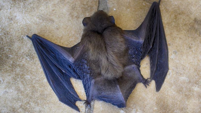 New reports claim the coronavirus may be linked to bats. (File photo via Pixabay.com)