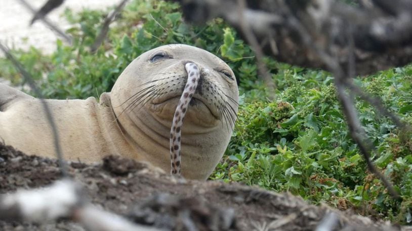 A Hawaiian monk seal with an eel up its nose.