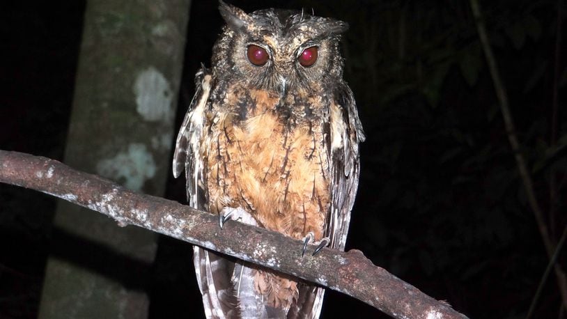 A new species of screech owl discovered in the Amazon has been named for Sister Dorothy Stang, a Dayton-born nun.   The Xingu screech owl found in the Amazon was given the scientific name, Megascops stangiae, to honor Stang’s work.  CONTRIBUTED PHOTO / KLEITON SILVA