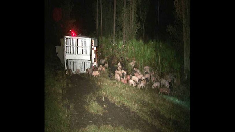 Pigs were wandering along the interstate after two tractor-trailer crashed in Florida on Thursday.