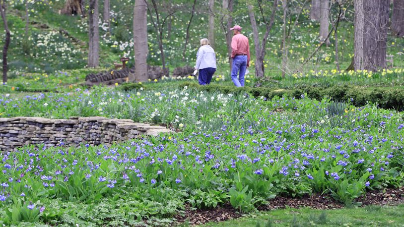 Tens of thousands of Virginia bluebells will soon burst into bloom at Aullwood Garden MetroPark. The spring perennials are the progeny of 250 plants originally purchased by Marie and John Aull. Marie Aull was considered the godmother of environmental movement in southwestern Ohio, according to Five Rivers MetroParks. She donated her garden retreat in the late 1970s for the public to enjoy. The 35-acre park, 955 Aullwood Rd., flowers most of the seasons of the year. LISA POWELL / STAFF