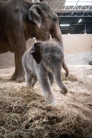 Adorable baby elephant and sea lion steal the show at the Columbus Zoo