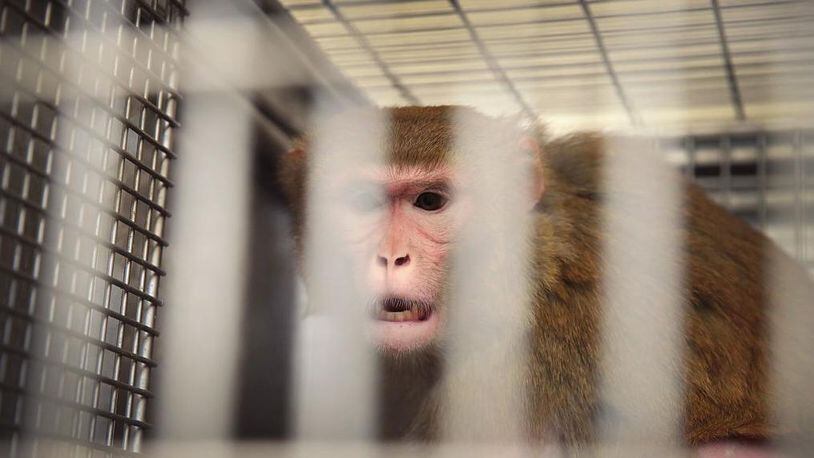 A research moneky is pictured here in a cage at a U.S. research center.