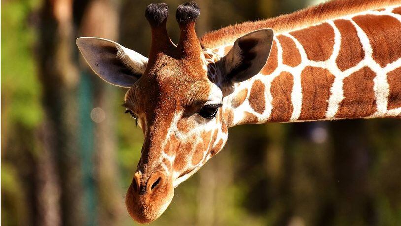 A giraffe at the Kansas City Zoo suffered a fatal spinal injury Wednesday.