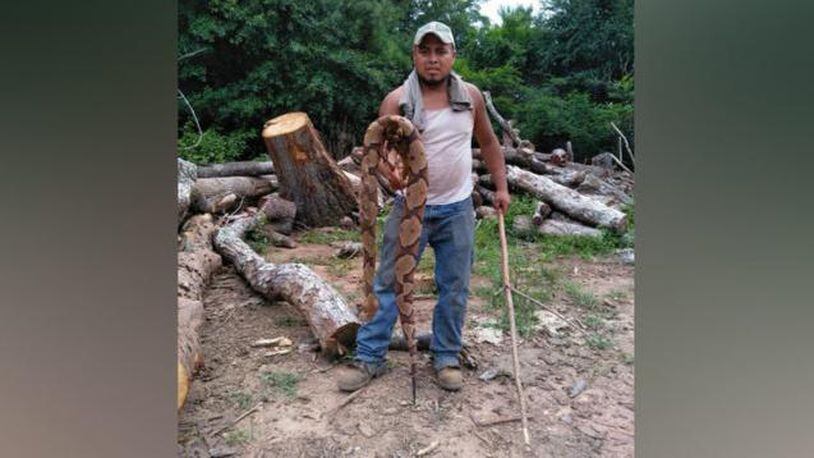 A photo of the dead copperhead in Cherokee County, Georgia.