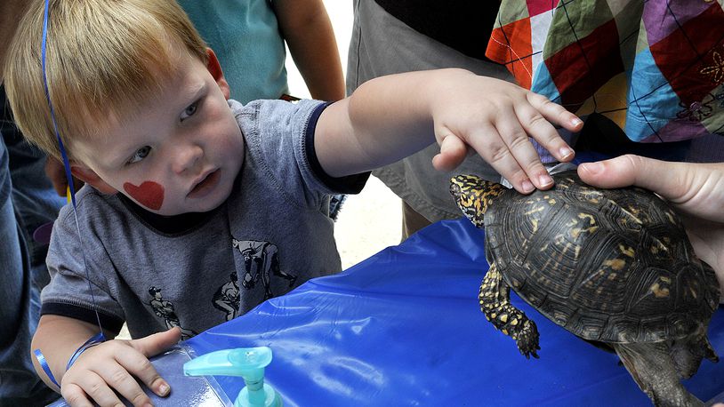 Jackson Aleshire reaches out to pet "Malcolm," an Eastern box turtle, on display with the Boonshoft Museum of Discovery Animals at the Summer Sky Festival. Staff photo by Marshall Gorby