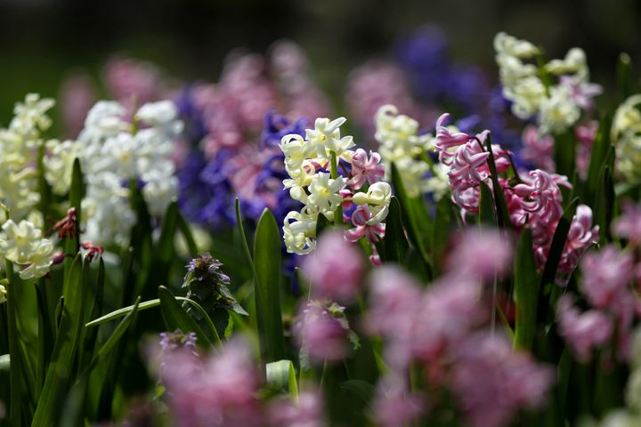 PHOTOS: Wegerzyn Gardens blooms in a brilliant display