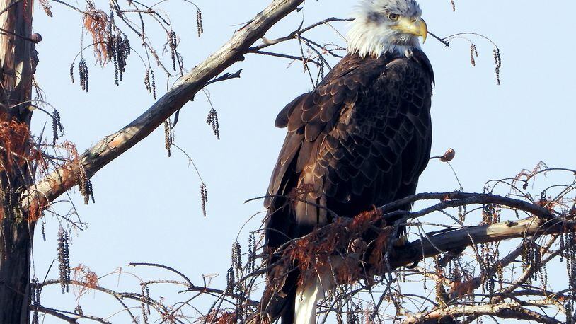 A nomadic four-year-old bald eagle perches in the trees at Wegerzen Gardens MetroPark. The broken tree branches and open spaces between the Stillwater River and Jay Lake within the park are attractive to eagles who navigate in with six to seven-foot wide wing spans. JIM WELLER / CONTRIBUTED PHOTO