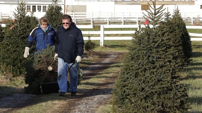 Phil Miller and his daughter, Sara Gray, drag their Christmas trees back to their truck Wednesday after cutting them at Young’s Christmas Tree Farm. Bill Lackey/Staff