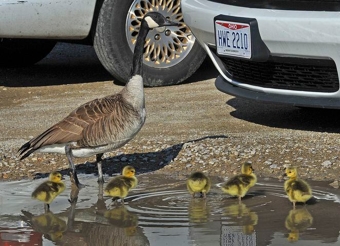 PHOTOS: Family of geese go for a walk in Dayton